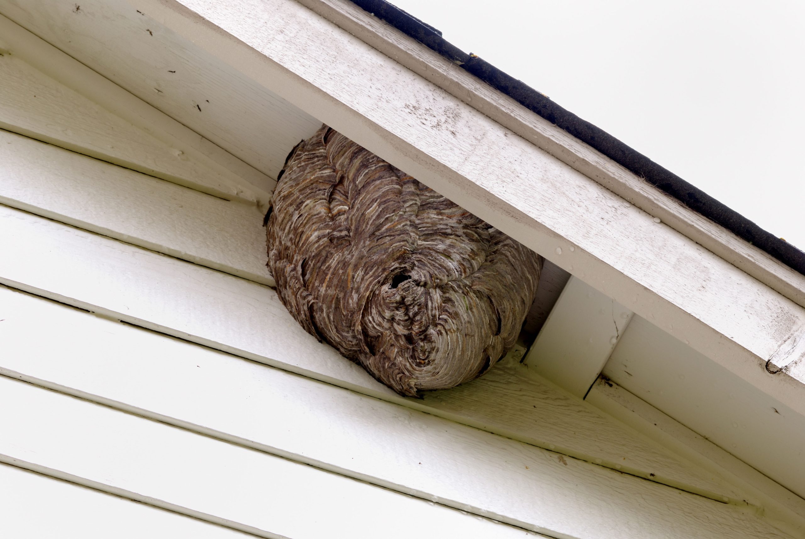 fontana pest control